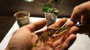 ГЛАВНАЯ ПРОБЛЕМА АНУБИАСОВ. РИЗОМНАЯ ГНИЛЬ. СОСУДИСТЫЙ БАКТЕРИОЗ