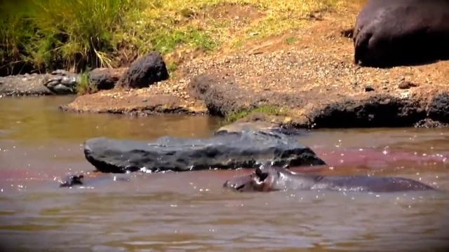 Бегемот Спасает Ребёнка от Крокодила смотреть онлайн