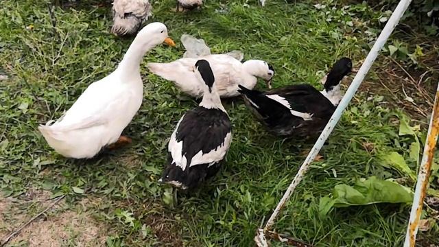 Пекинские утки и муларды вместе дружно гуляют смотреть онлайн