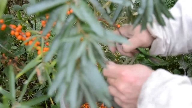 Облепиха.Лёгкий способ сбора.