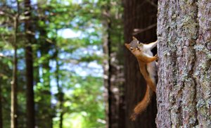 Лесной релакс