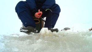 Зимняя рыбалка на окуня,предНовогодний стрим,поиск и ловля окуня зимой.