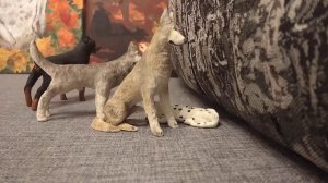 Самолепы собак 2021 год.