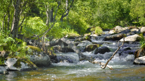 Шум Реки И Голос Маленькой Птички, Звуки Леса И Пение Птиц ✦ Звуки Природы ✦ Relax