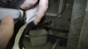 Как сделать собаке укол, как дать таблетку и измерить температуру