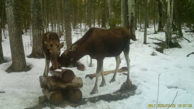 Фотоловушка Болигуард #14 Солонец №5