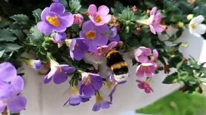 Пчёлка собирает нектар