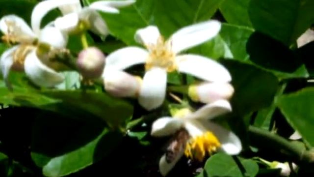 Пчелы на цветках лимона кавказская серая горная пчела смотреть онлайн