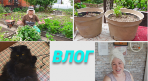 ?ВЛОГ?Ягода слаще клубники?Покупки для сада и дома?Опять крашу