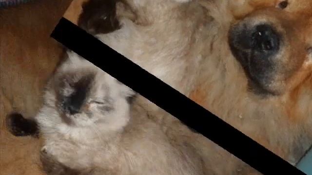 Собака лучший друг.Памяти Бернарда. смотреть онлайн