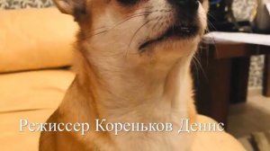 Шери чихуахуа злится