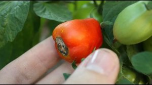 THIS will make the garden lush and resilient. A real calcium bomb!