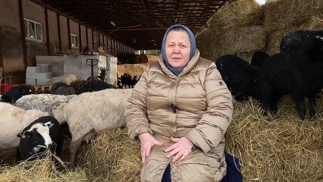 Селекция стада овец. Выводим цвартблес. смотреть онлайн