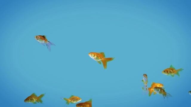 Movie For Cats - ? Shoal Of Gold Fish (Video For Cats) 4K