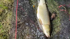 Белый Амур на поп-ап!!! Общий водоём