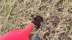 В поисках монет возле полевого стана с китайскими металлоискателями TX850 и MT705 (XTERRA 705)