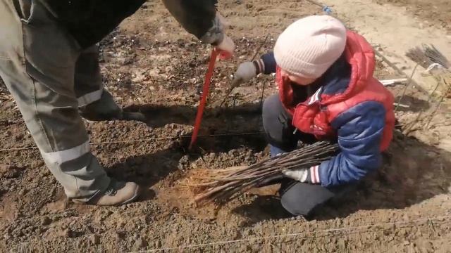 Посадка дичка смотреть онлайн