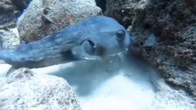 Тетрадон смотреть онлайн