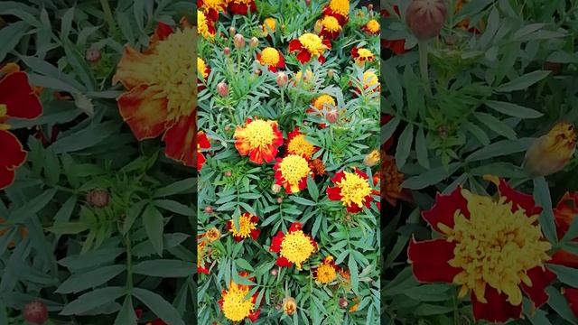 Бархатцы (Tagetes).?
