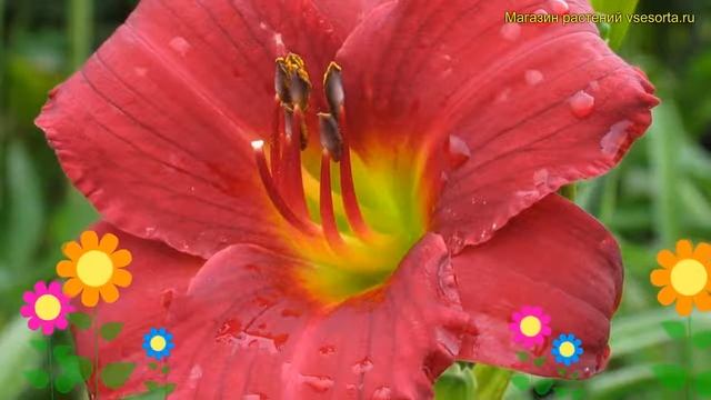 Лилейник гибридный Руби стелла. Краткий обзор, описание характеристик hemerocallis Ruby stella смотреть онлайн