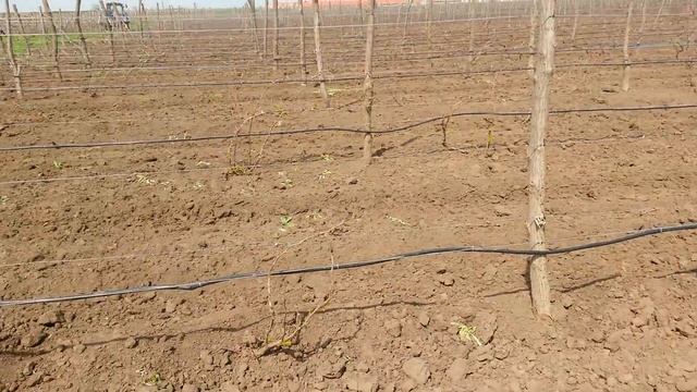 20160419 Виноград София смотреть онлайн