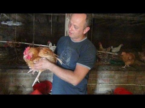 Разведение и содержание птицы. Органическое хозяйство 