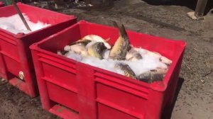 Вылов рыбы в зимовном в Астрахани