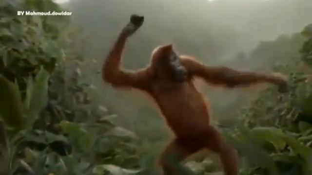 обезьяна яна