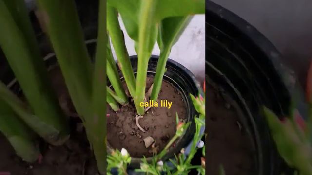 calla lily #subscribe #plant #floweringplant