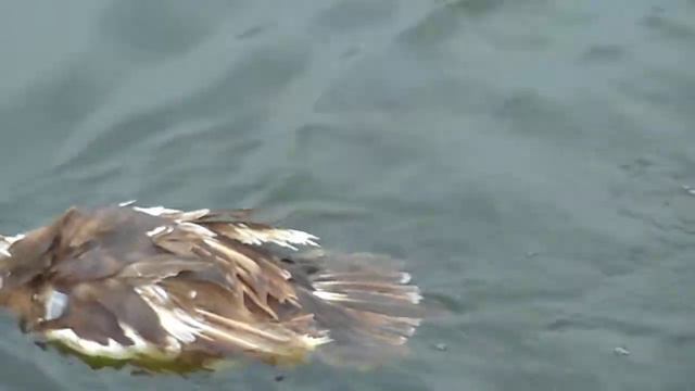 Зачем утром умываться если можно искупаться )) смотреть онлайн