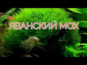 ЯВАНСКИЙ МОХ. УСЛОВИЯ СОДЕРЖАНИЯ И РАЗВЕДЕНИЕ