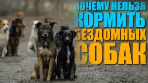 Нужно ли кормить бездомных собак? Почему?