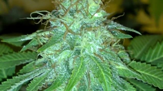 Caramel Cream before harvest смотреть онлайн