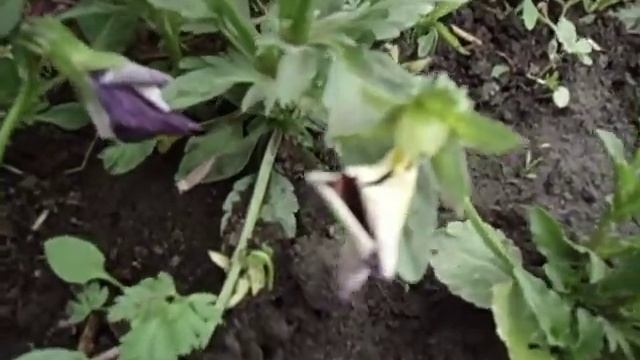 ПОРА СОБИРАТЬ СЕМЕНА ЦВЕТОВ Видео Ольги Черновой 24 мая смотреть онлайн