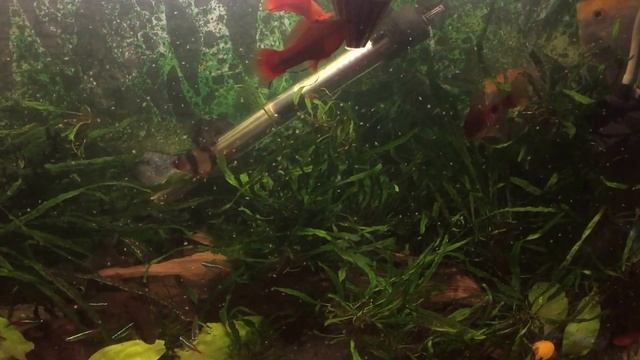 рыбки едят мороженную дафнию смотреть онлайн