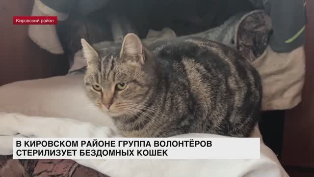 В Кировском районе группа волонтеров стерилизует бездомных кошек