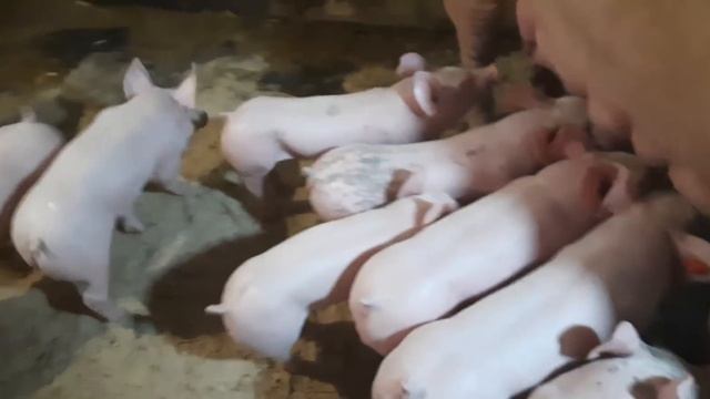 //Осеменяем и кормим против правил,поросят йоркшир,оптипус,максимус,петрен//
