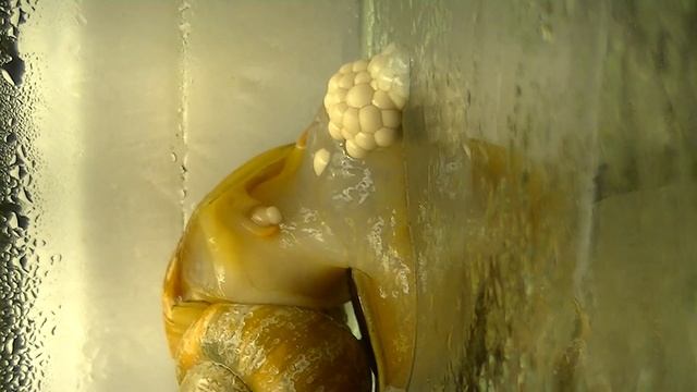 Ампулярии, размножение. смотреть онлайн