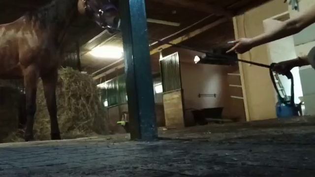 Как помыть лошадь, если в мойке КОНЕЕДЫ? смотреть онлайн