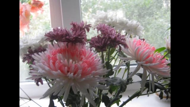 Цветы моего юбилея смотреть онлайн