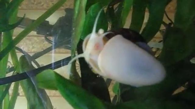 6-ти месечная Ампулярия после откладывания икры смотреть онлайн