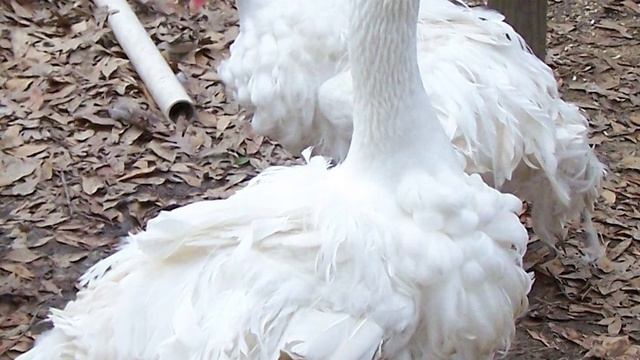 Sebastopol Geese | Unique Curly Feathers