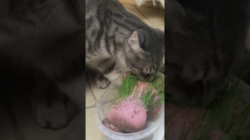 КОТЁНОК КУЗЯ КУШАЕТ ТРАВКУ :)))) #shorts