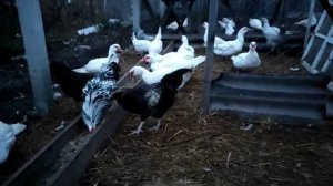 МУСКУСНЫЕ УТКИ ТЯЖЕЛОЙ ЛИНИИ НЕМЕЦКОЙ СЕЛЕКЦИИ ОБЗОР ХОЗЯЙСТВА. КОРМЛЕНИЕ УТОК. ПРОФИЛАКТИКА БОЛЕЗН