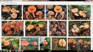 Лаковица розовая