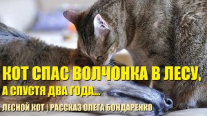 Кот жил в лесу. Однажды он приютил волчонка, который спас кота спустя два года