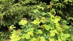 Розы в саду. Хелат железа срочно.