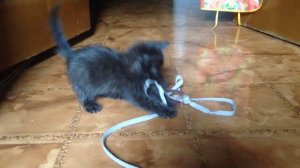 Маленький игривый черный котенок