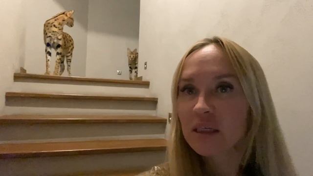 Пума Лондон занимается йогой под новогодней ёлкой смотреть онлайн