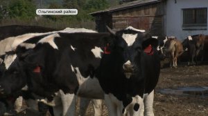 В чём секрет вкусного творога или сыра? Знают в селе Милоградово